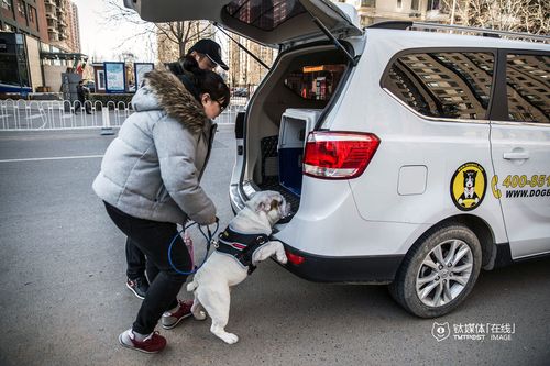 北京宠物专车，城市中的温馨宠物护送之旅